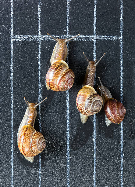 Snail race